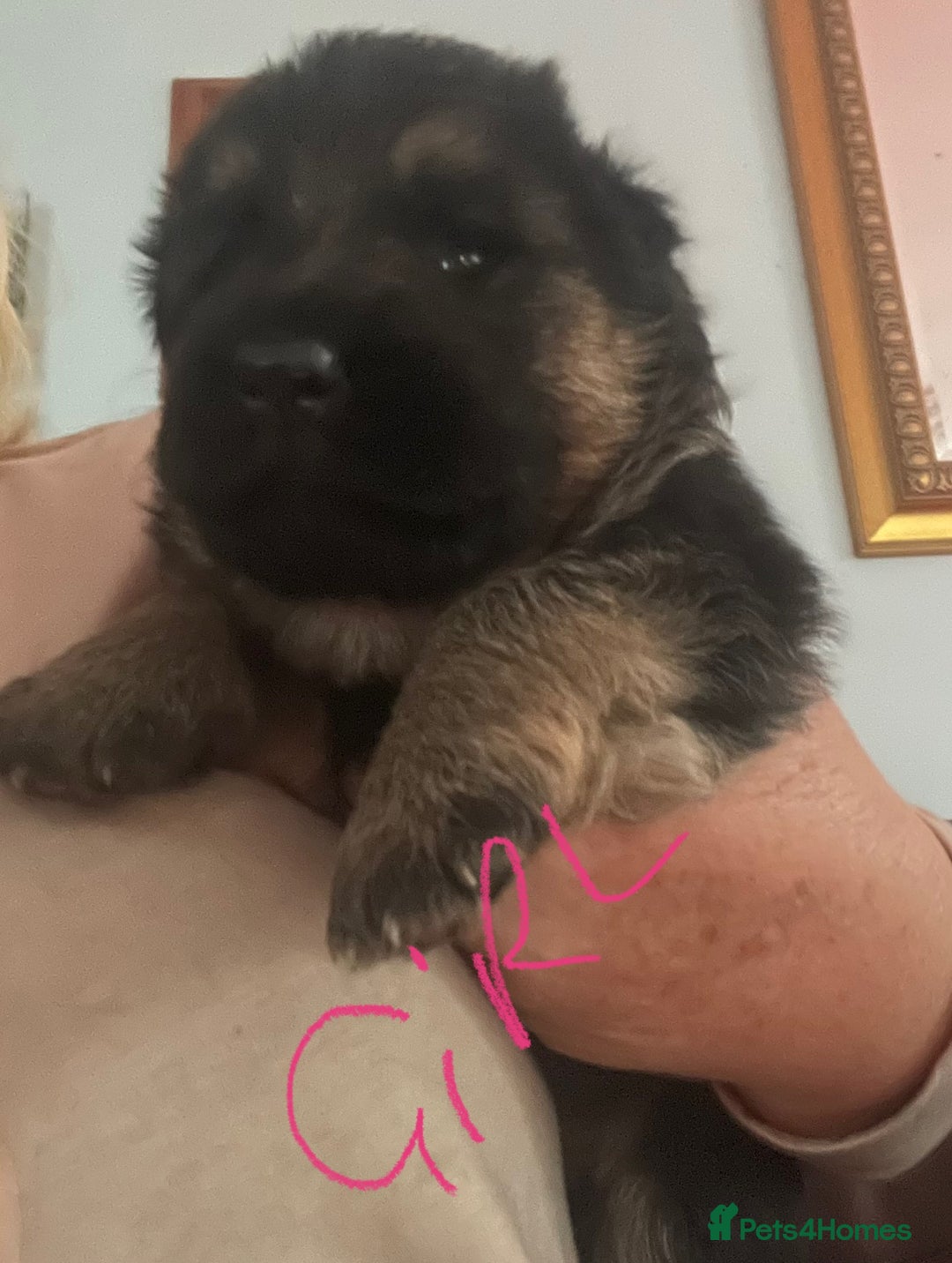 German Shepherd dogs for sale: German shepherd puppies kc registered - Image 9