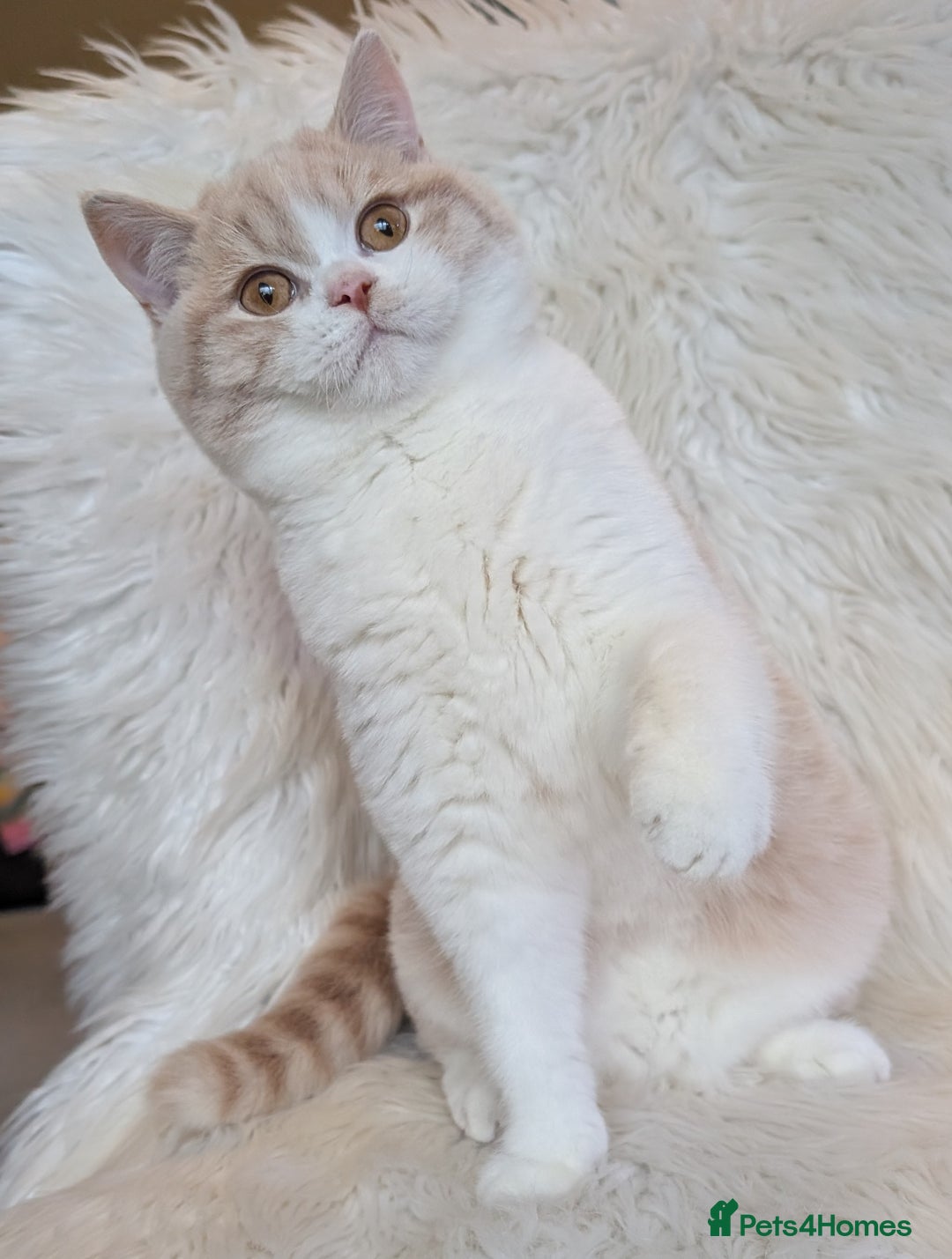 British Shorthair cats for sale: Amazing loving British shorthair kittens  - Advert 12