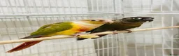 Conures birds for sale: TWO GORGEOUS 9 WEEK OLD CONURES  - Advert 1