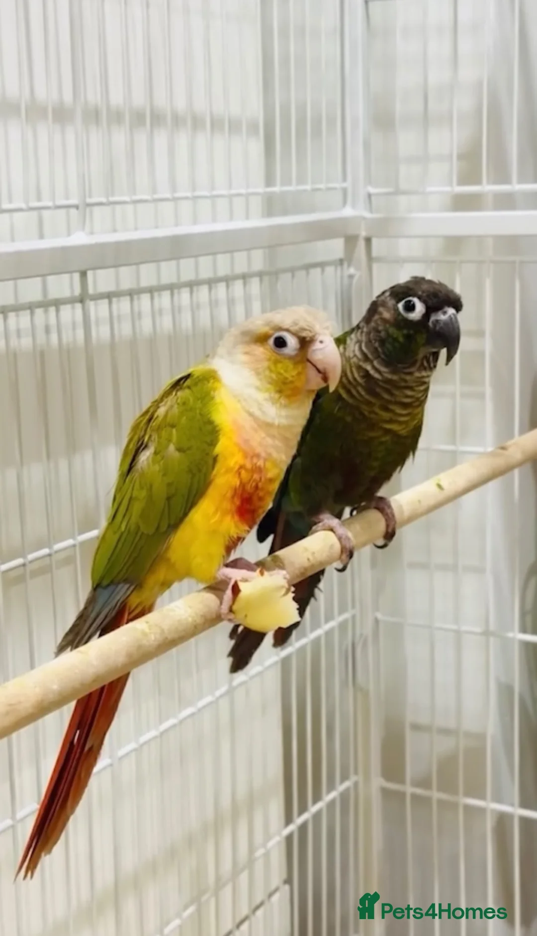 Conures birds for sale: TWO GORGEOUS 9 WEEK OLD CONURES  - Advert 1