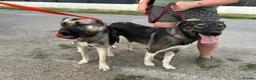Mixed Breed dogs for adoption: Alfie - Norwich Norfolk  - Advert 8