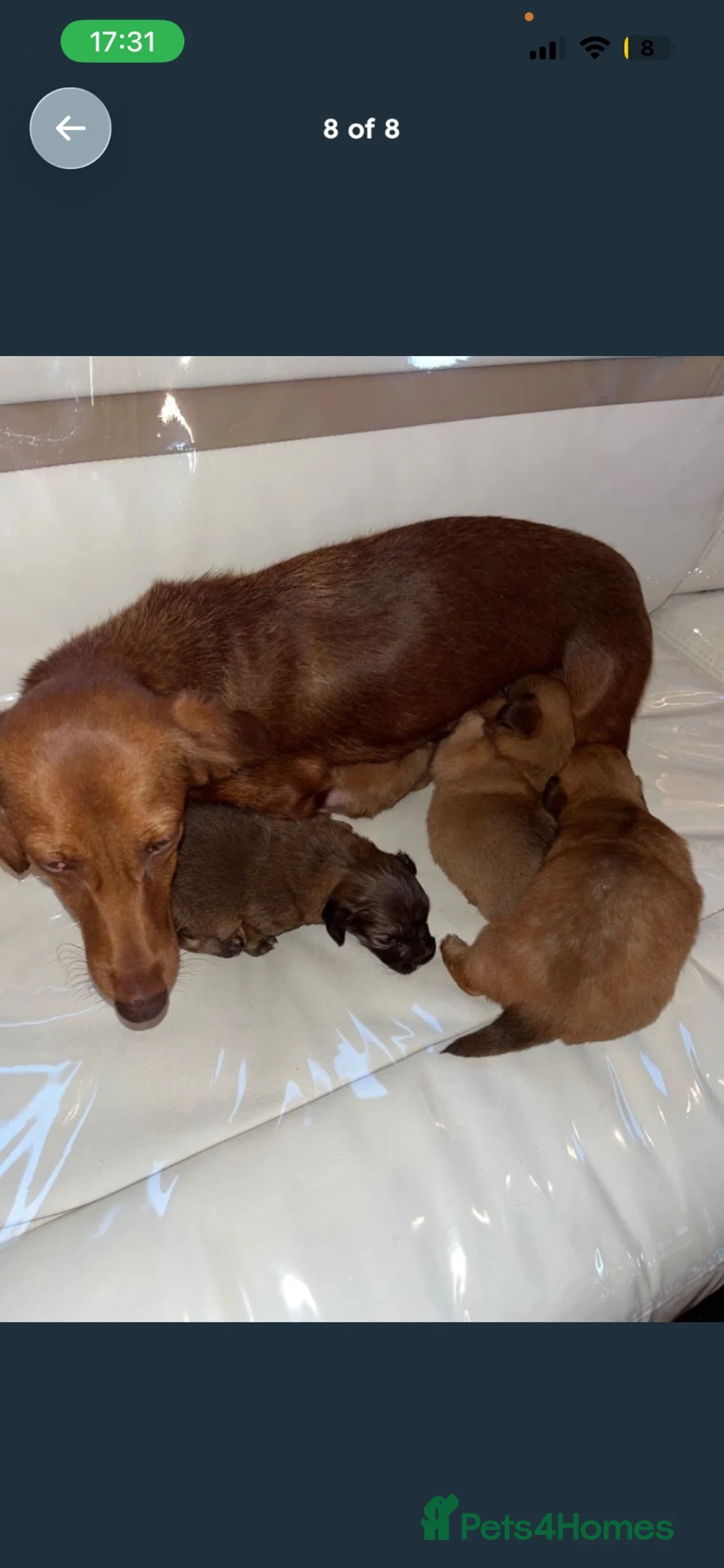 Dachshund dogs for sale: Dachshund ready to go  - Advert 3