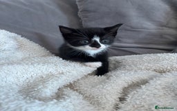 British Shorthair cats for sale: Two litters. 3 tabbies 4 fluffy black and white - Image 2