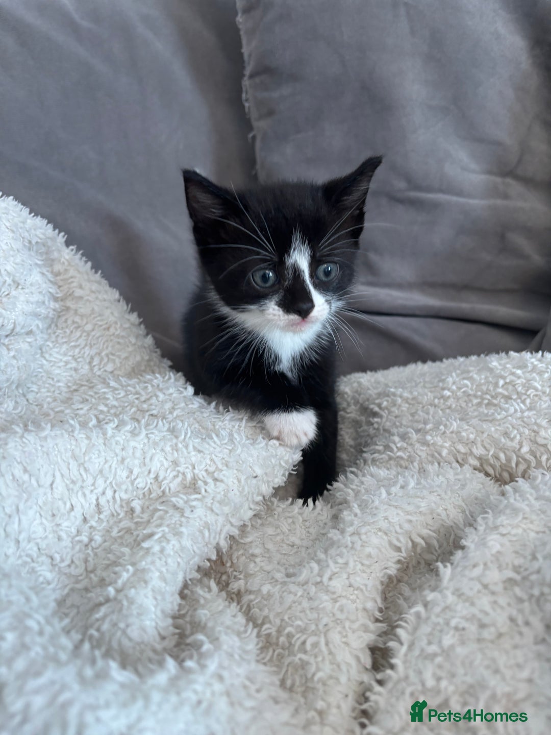 British Shorthair cats for sale: Two litters. 3 tabbies 4 fluffy black and white - Image 2
