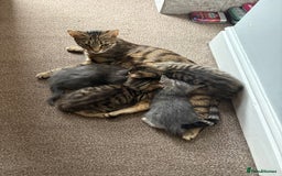 Domestic Shorthair cats for sale: 2 beautiful cuddly loving kittens  - Image 3