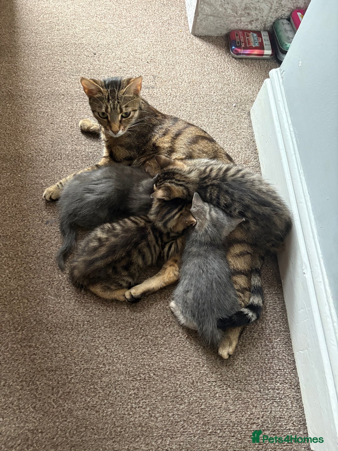 Domestic Shorthair cats for sale: 2 beautiful cuddly loving kittens  - Image 3