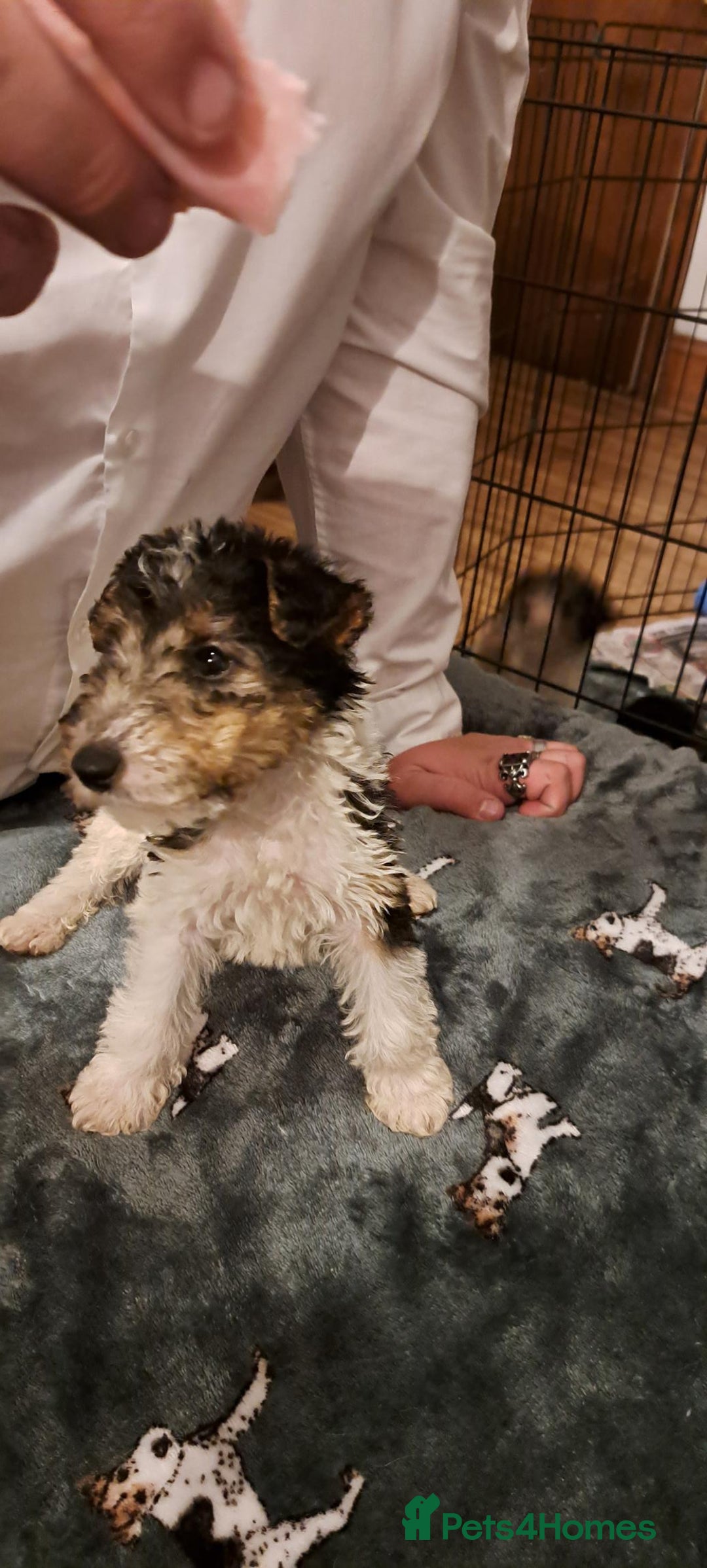 Fox Terrier dogs for sale: Wire haired fox terrier puppies  - Advert 2