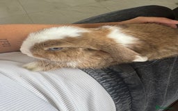 Mini Lop rabbits for sale: Beautiful mini lop - Image 3