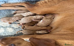 Labradoodle dogs for sale: Stunning deep red F1 labradoodles - Image 17