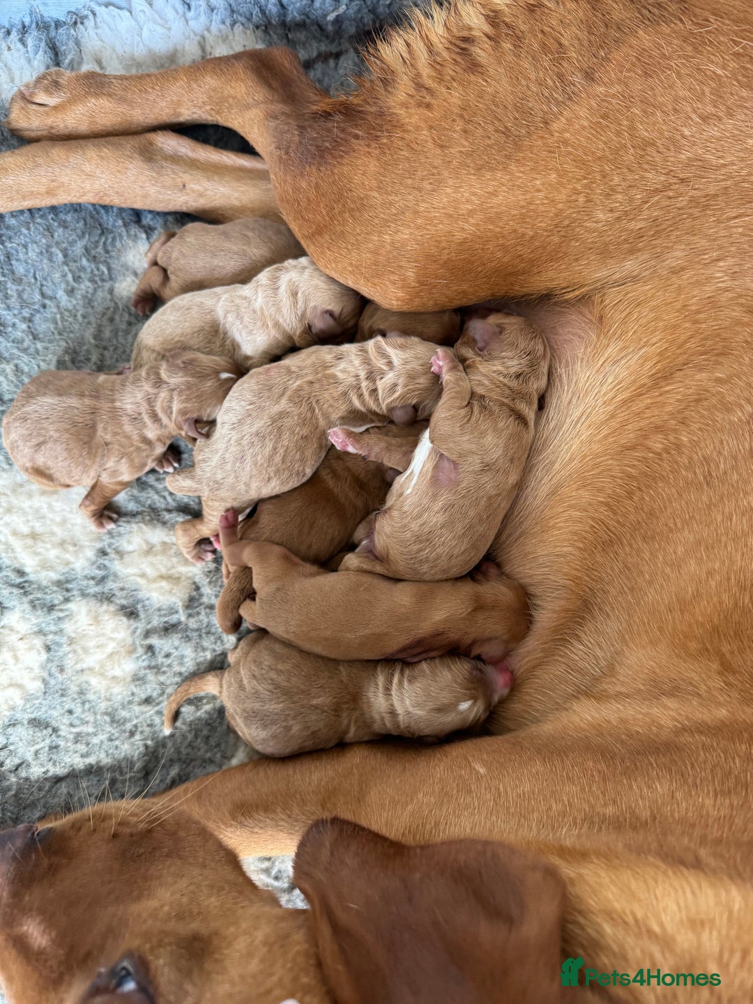 Labradoodle dogs for sale: Stunning deep red F1 labradoodles - Image 17