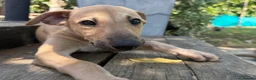 Greyhound dogs for sale: Hungarian Greyhound Pups - Advert 16