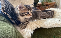 Mixed Breed cats for sale: Four beautiful little kittens - Image 1