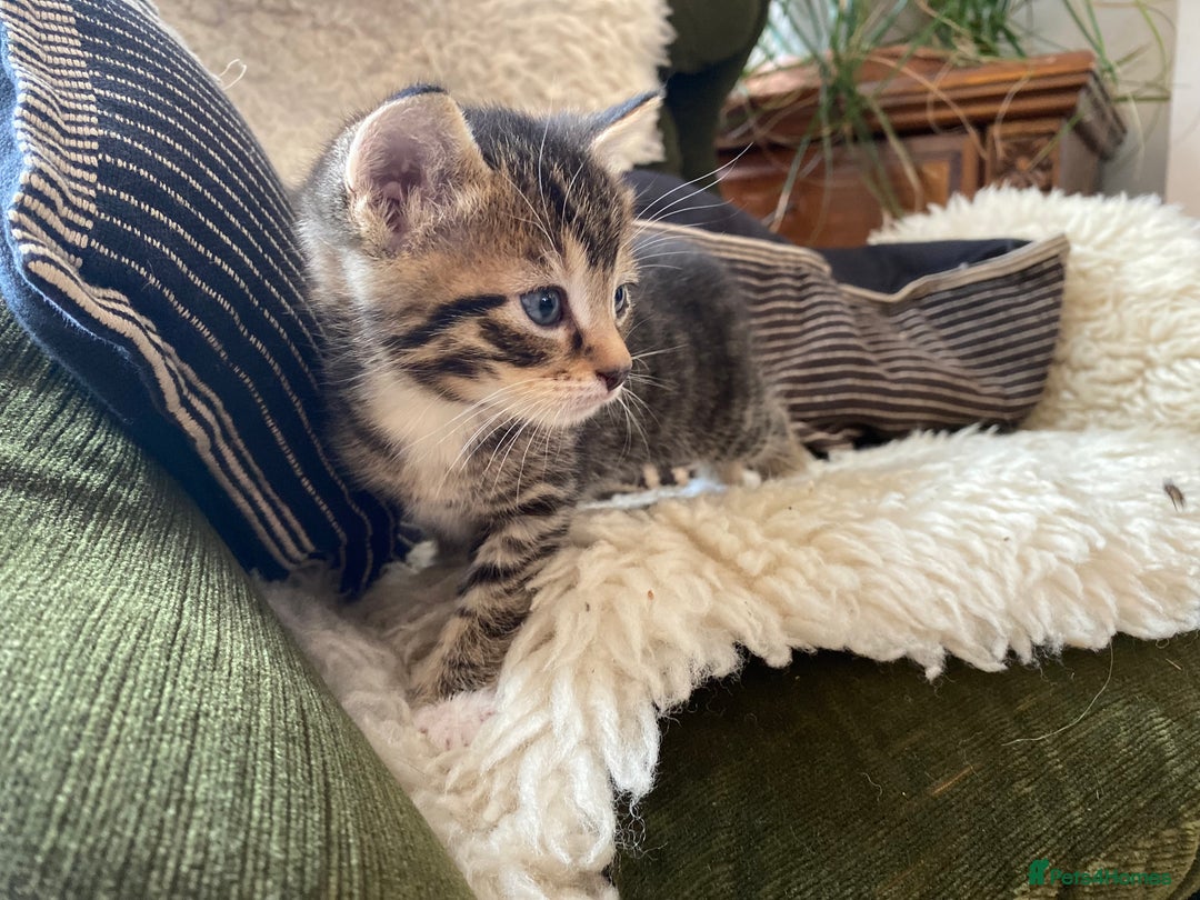 Mixed Breed cats for sale: Four beautiful little kittens - Image 1