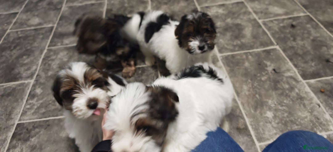 Biewer Terrier dogs for sale: Last Biewer terrier pup.Colourful Yorkshire Yorkie - Advert 7