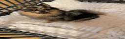 Pomchi dogs for sale: Beautiful Blue/Tan Pomeranian Merle Girl  - Advert 17