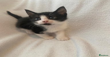 Mixed Breed cats - Advert 16