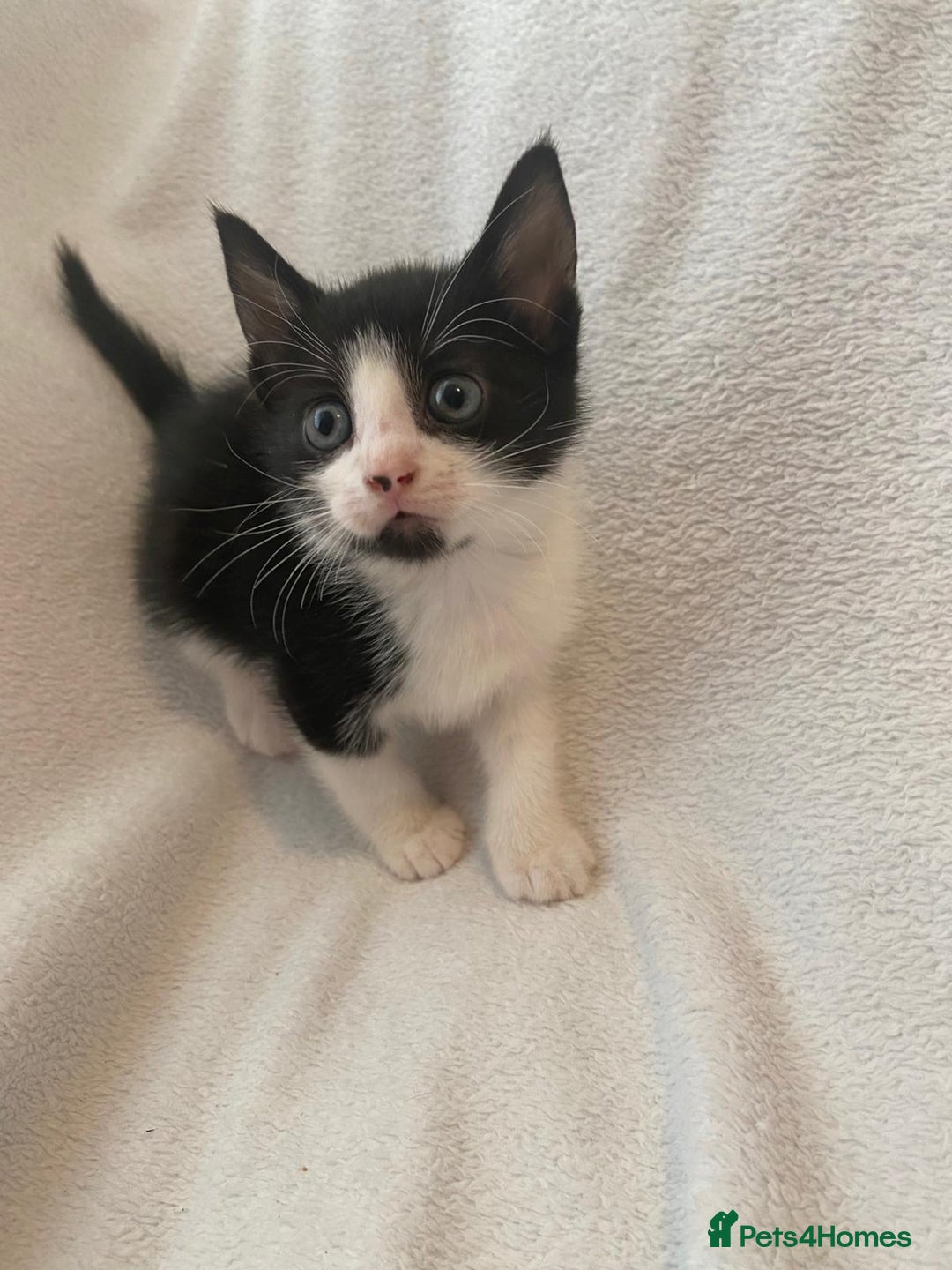 Mixed Breed cats for sale: 8 week old kittens - Image 2