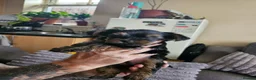 Yorkshire Terrier dogs for sale: Yorkshire terrier(3 months old) - Advert 6