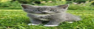 Korat 1