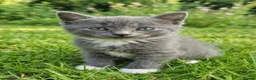 Korat cats for sale: Beautiful Korat x Angora kittens  - Advert 2