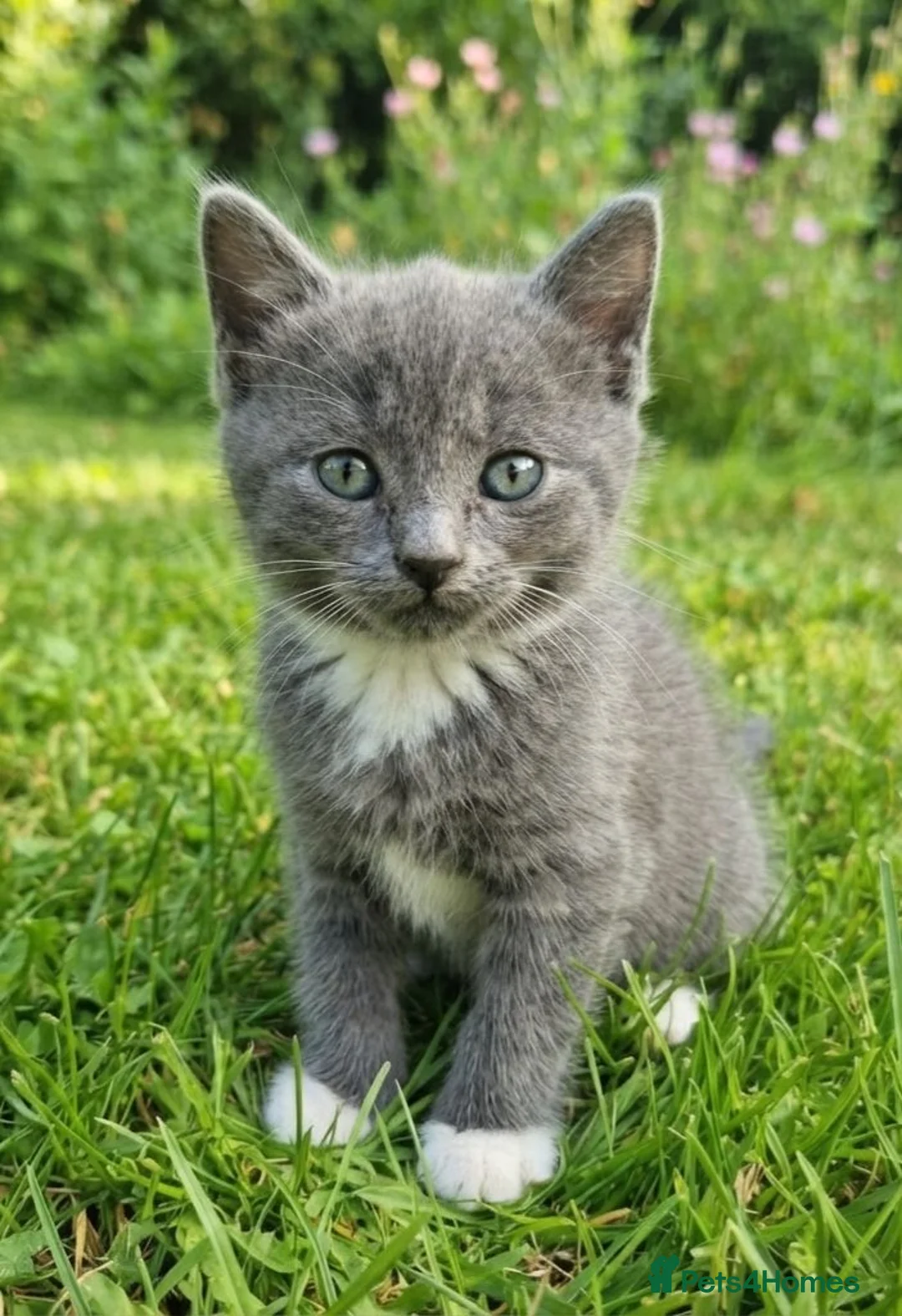 Korat cats for sale: Beautiful Korat x Angora kittens  - Advert 2
