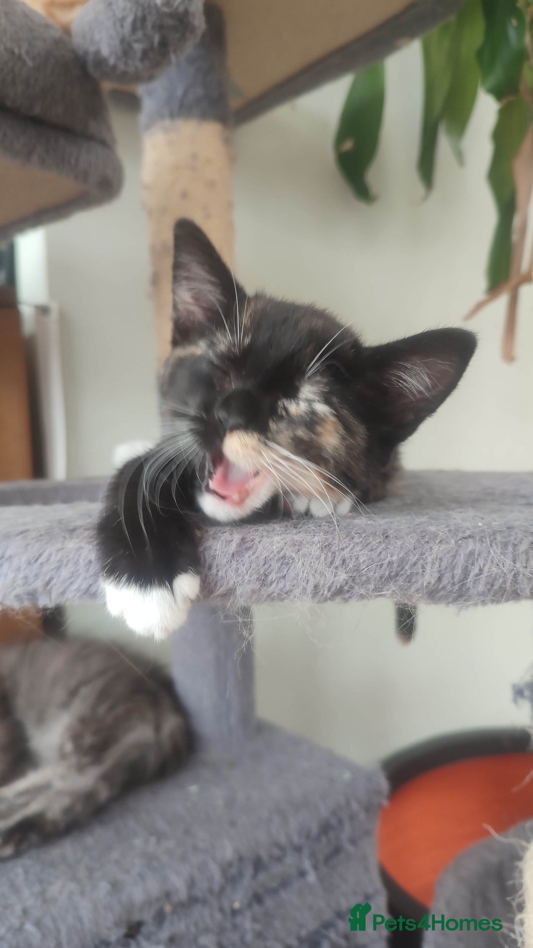 British Shorthair cats for sale: Adorable kittens  in Great Missenden - Image 3