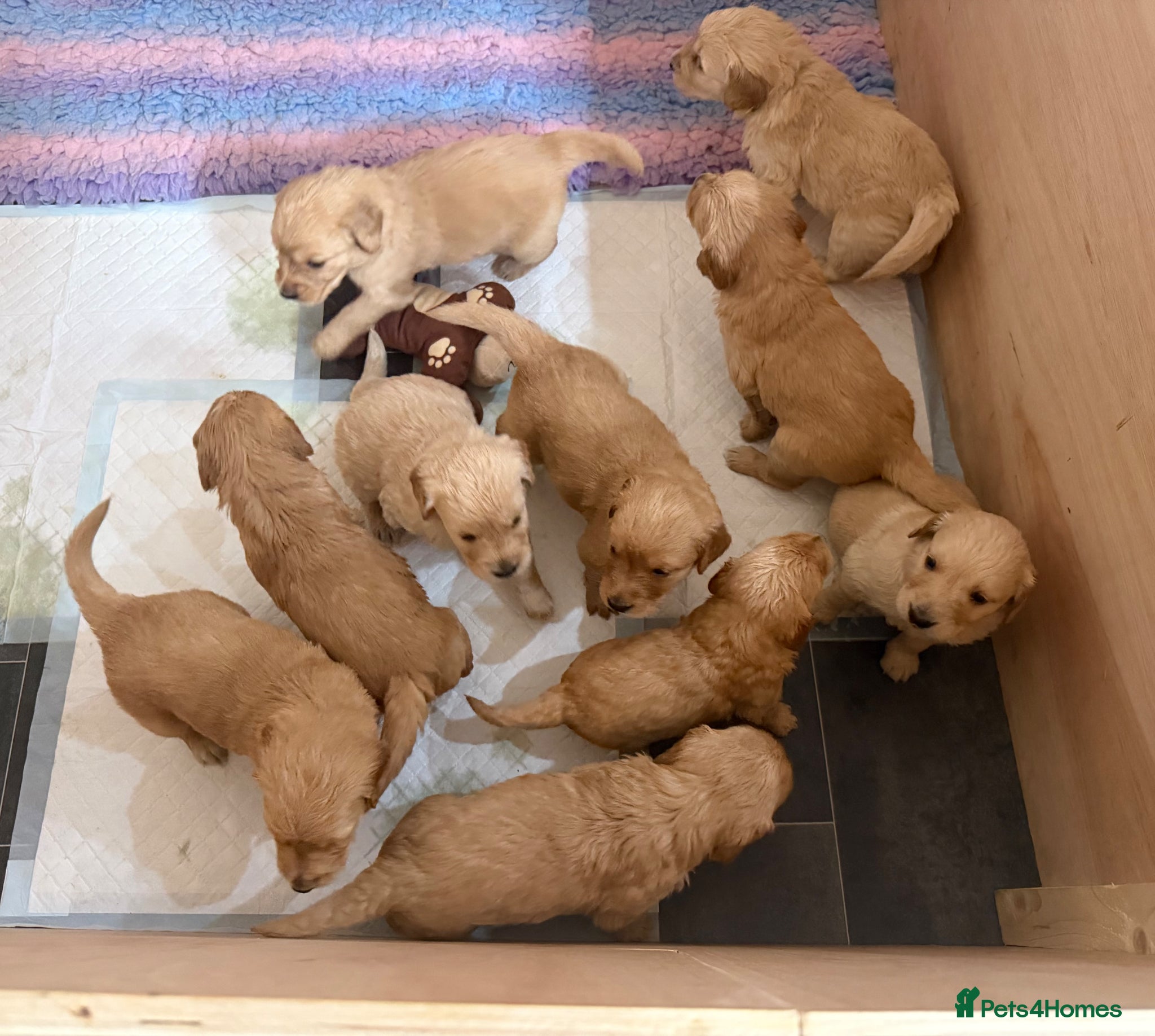 Goldendoodle dogs Goldendoodle Puppies  - Advert 5