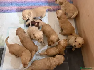 Goldendoodle dogs Goldendoodle Puppies - Advert 5