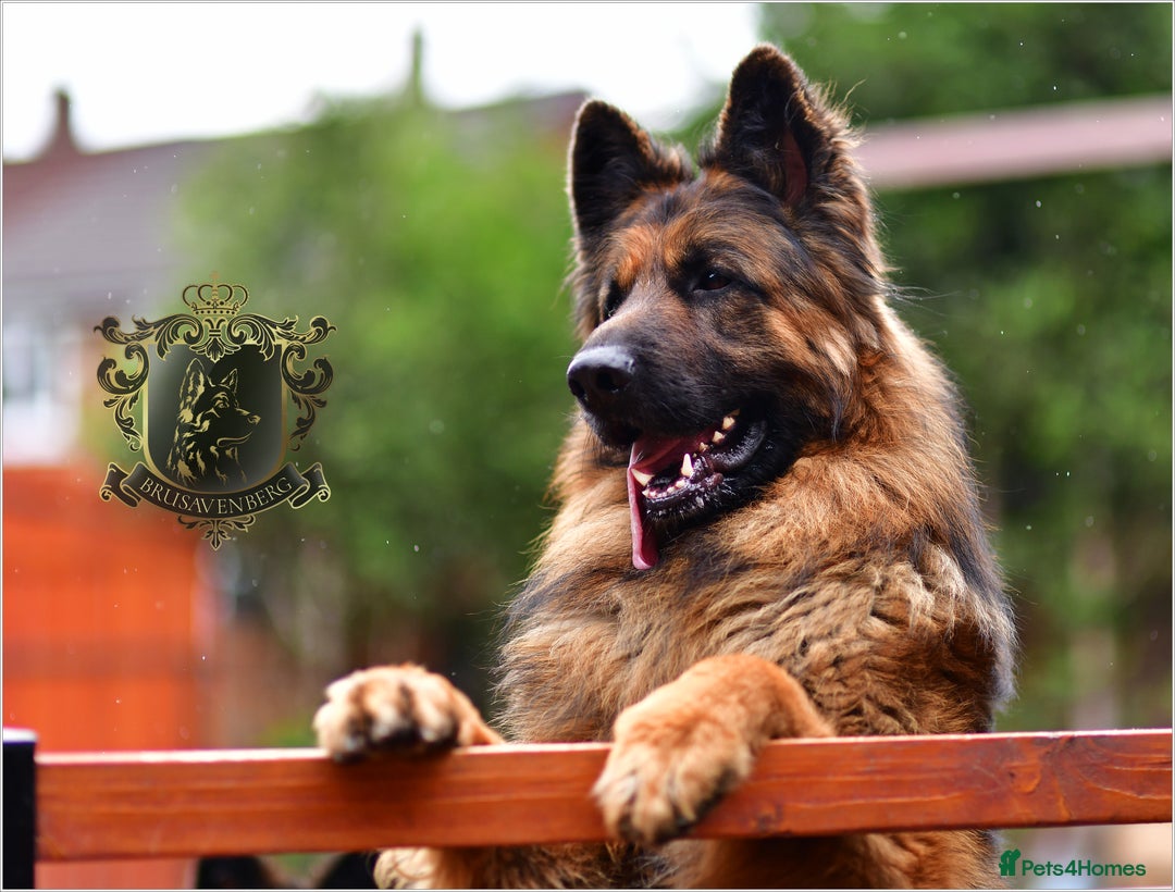 German Shepherd dogs for sale: ADULT MALE LONGHAIRED GERMAN SHEPHERD KC REG - Advert 2