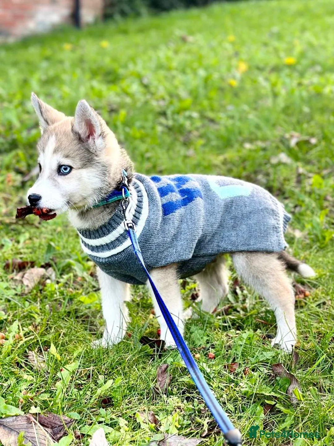 Pomsky dogs for stud: Proven quality F2 proven stud in Andover - Advert 14