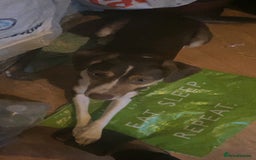 Mixed Breed dogs for sale: Gigi Valton - Image 2