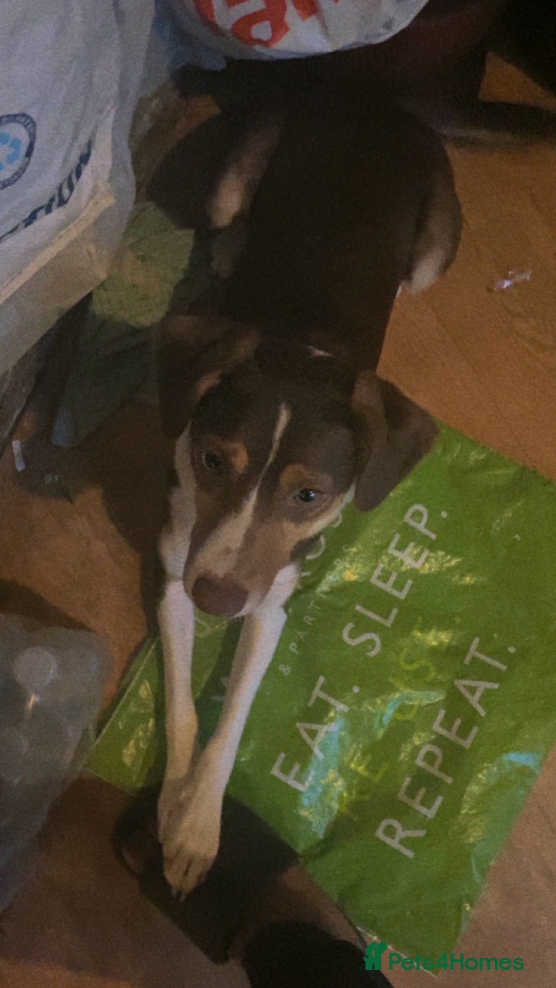 Mixed Breed dogs for sale: Gigi Valton - Image 2