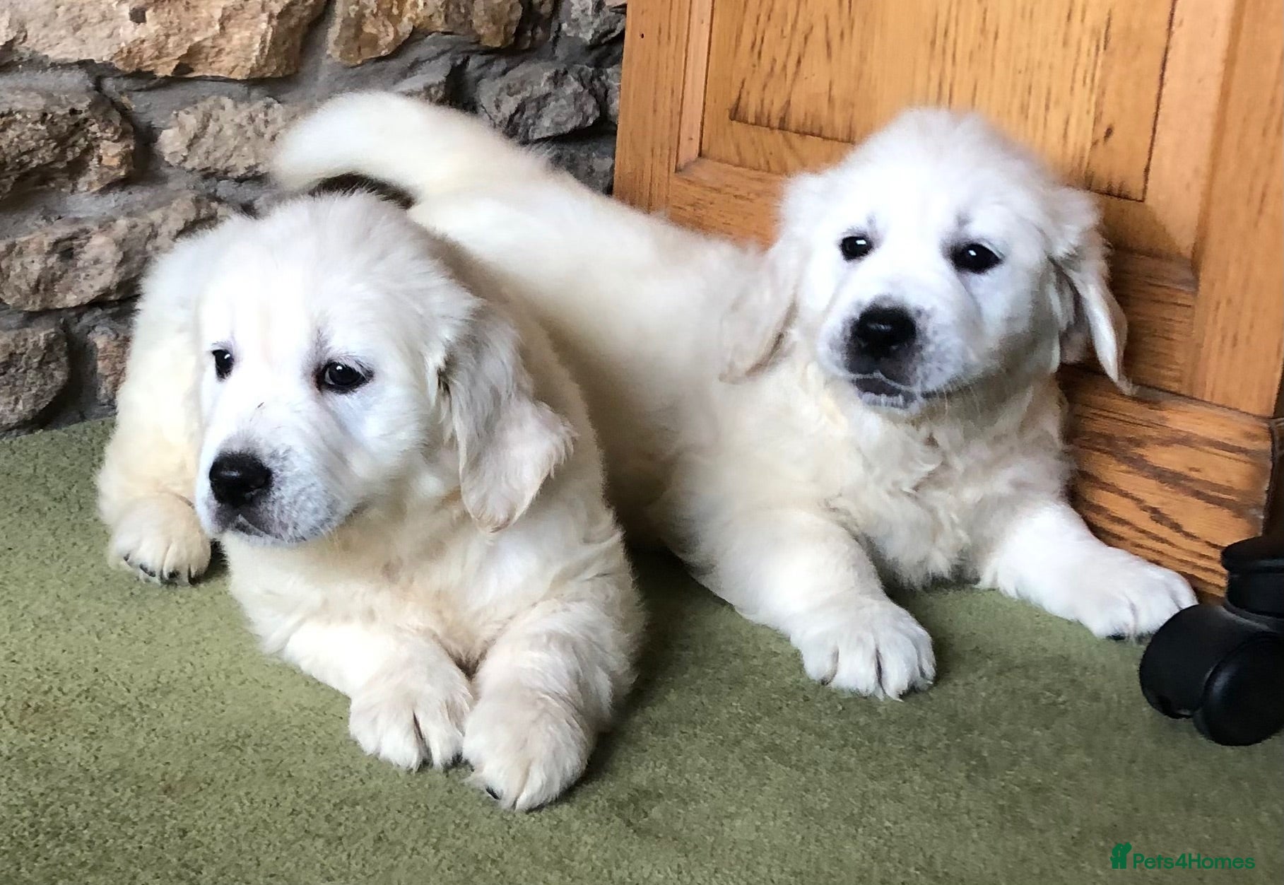 Golden Retriever dogs Lovely chunky cream puppies  - Advert 2