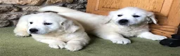 Golden Retriever dogs for sale: Lovely chunky cream puppies  - Advert 2