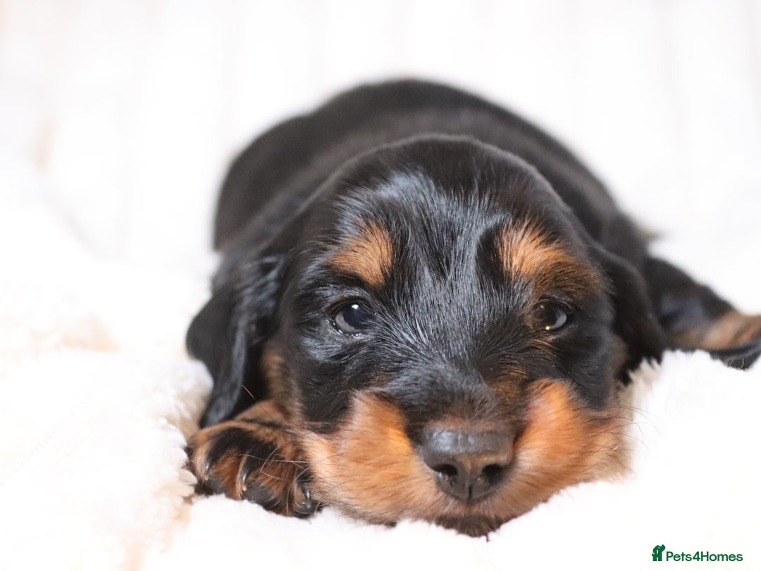 Miniature Dachshund dogs for sale: Exceptional miniature longhaired dachshunds  - Advert 12