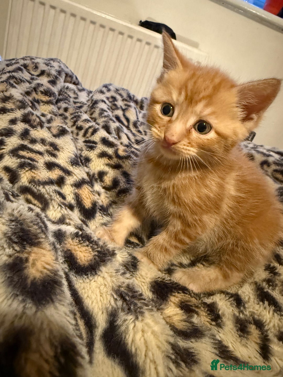 Mixed Breed cats for sale: Stunning kittens ready for new homes  - Advert 4