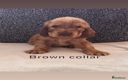 Cocker Spaniel dogs for sale: Full pedigree Show Cocker Spaniel Puppies 🐾 - Image 8