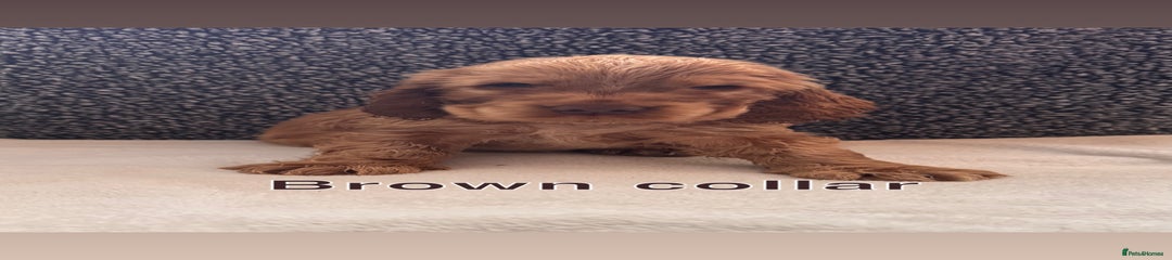 Brown collar