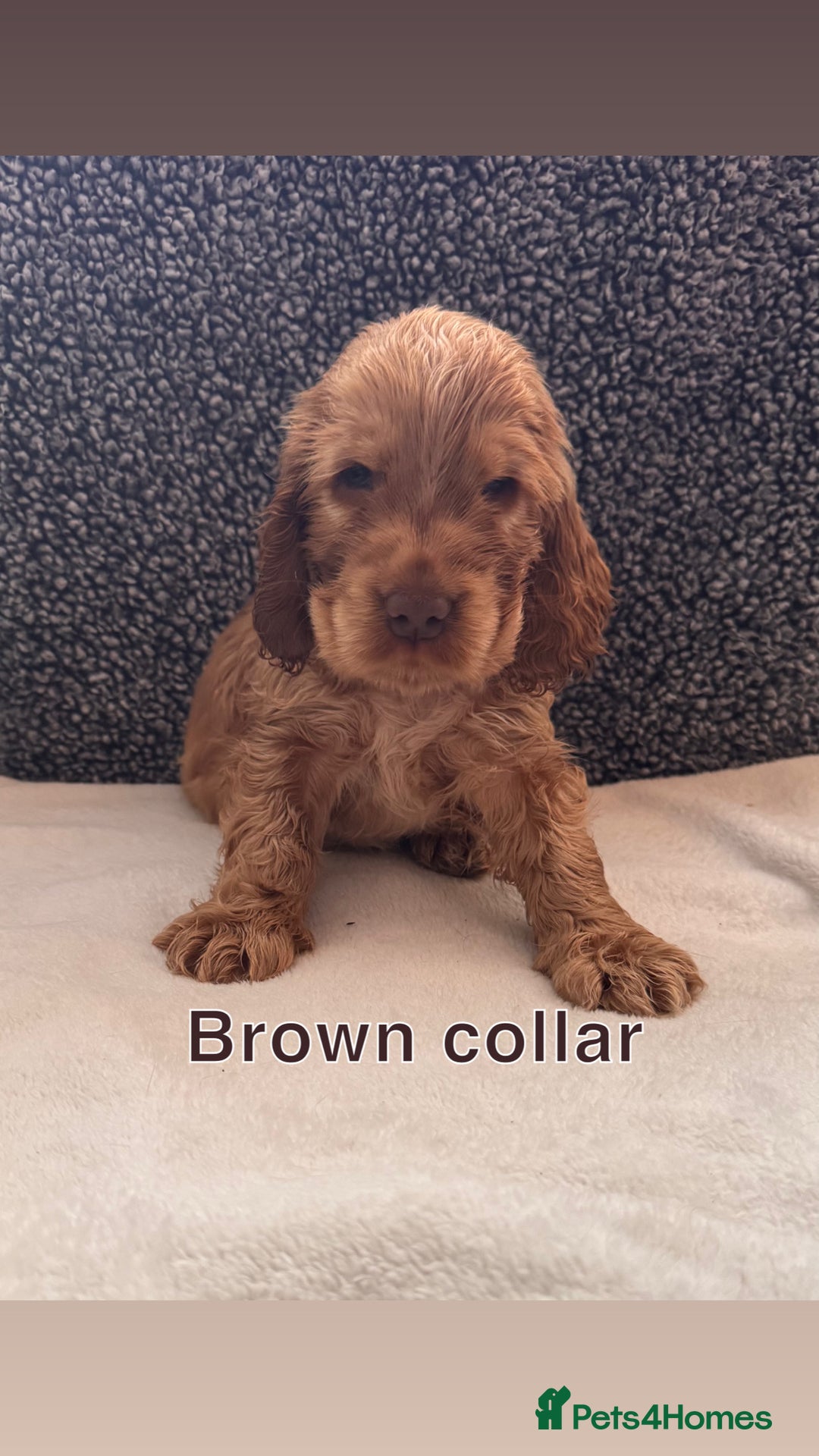 Cocker Spaniel dogs for sale: Full pedigree Show Cocker Spaniel Puppies 🐾 - Image 8