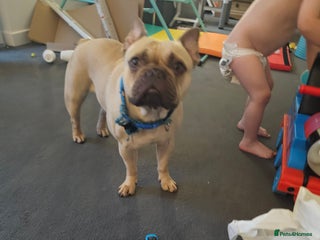 French Bulldog dogs - Advert 19