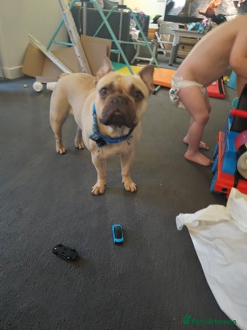 French Bulldog dogs - Advert 1