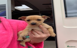 Mixed Breed dogs for sale: Pom-chi-terrier puppy’s 😍  - Image 4