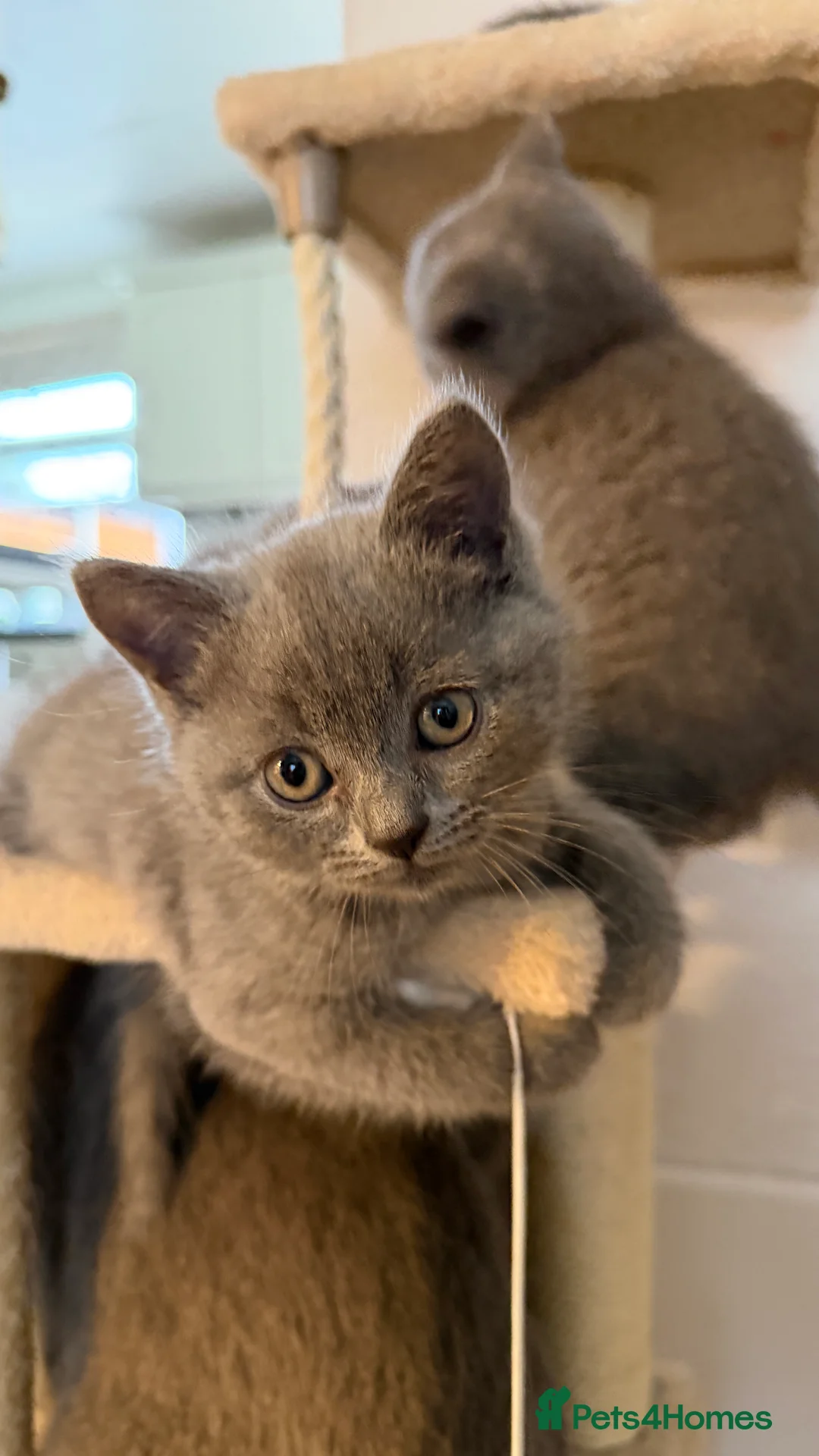 British Shorthair cats for sale: British Shorthair  - Advert 5