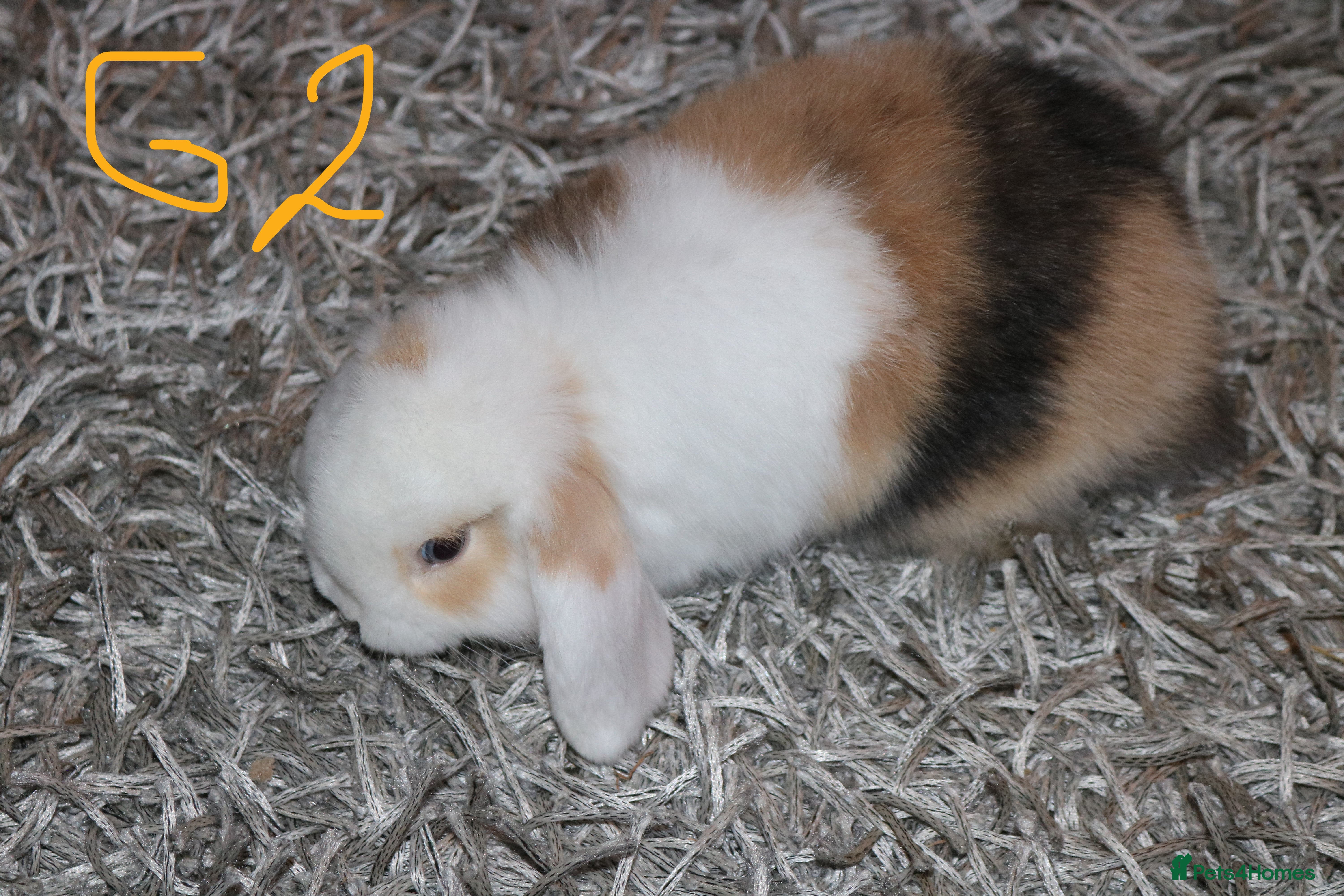 Mini Lop rabbits Mini Lop babies - Advert 13