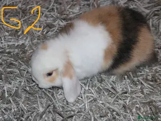 Mini Lop rabbits Mini Lop babies - Advert 13