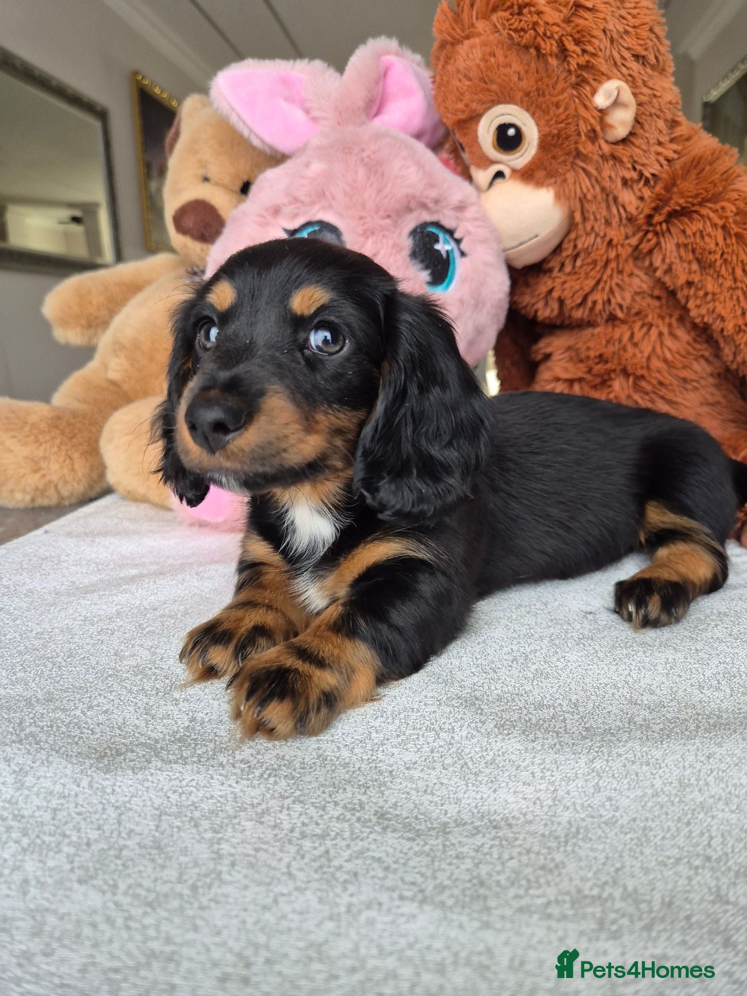 Miniature Dachshund dogs Beautiful Miniature Dachshund Puppies!💙💙♥️♥️♥️ - Advert 5