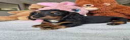 Miniature Dachshund dogs for sale: Beautiful Miniature Dachshund Ready to leave!♥️💙 - Advert 18
