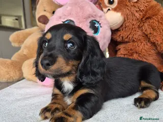 Miniature Dachshund dogs Beautiful Miniature Dachshund Puppies!💙💙♥️♥️♥️ - Advert 5