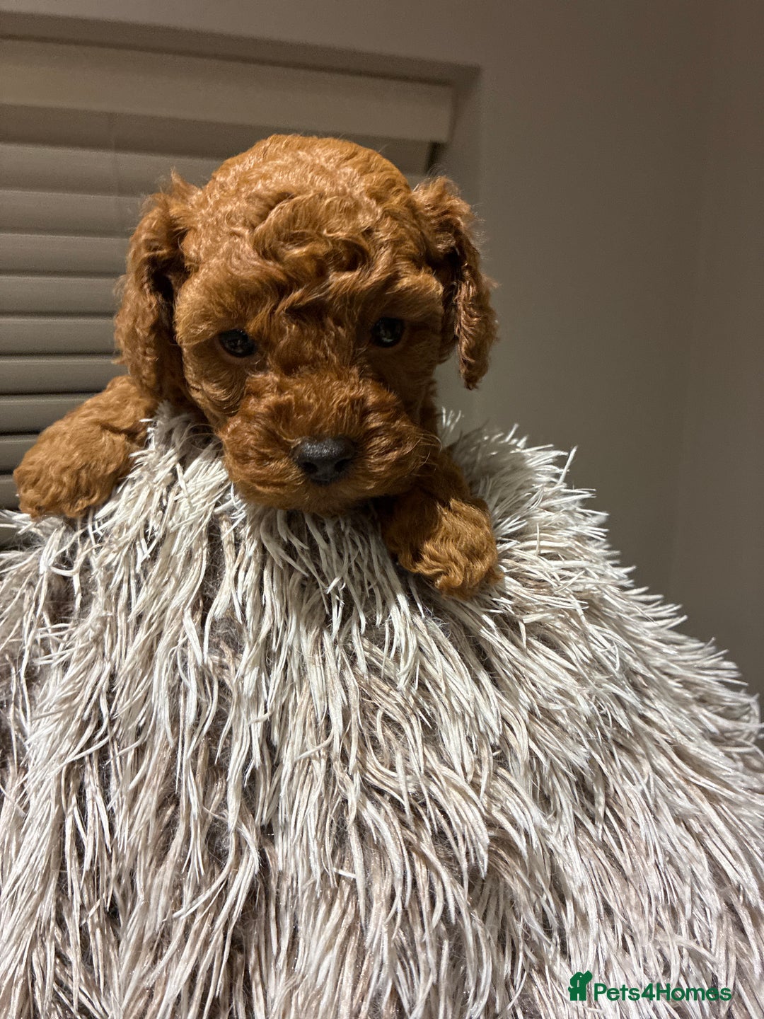 Toy Poodle dogs for sale: 5* Champion Bloodline  Asian Toy Poodles - Advert 17