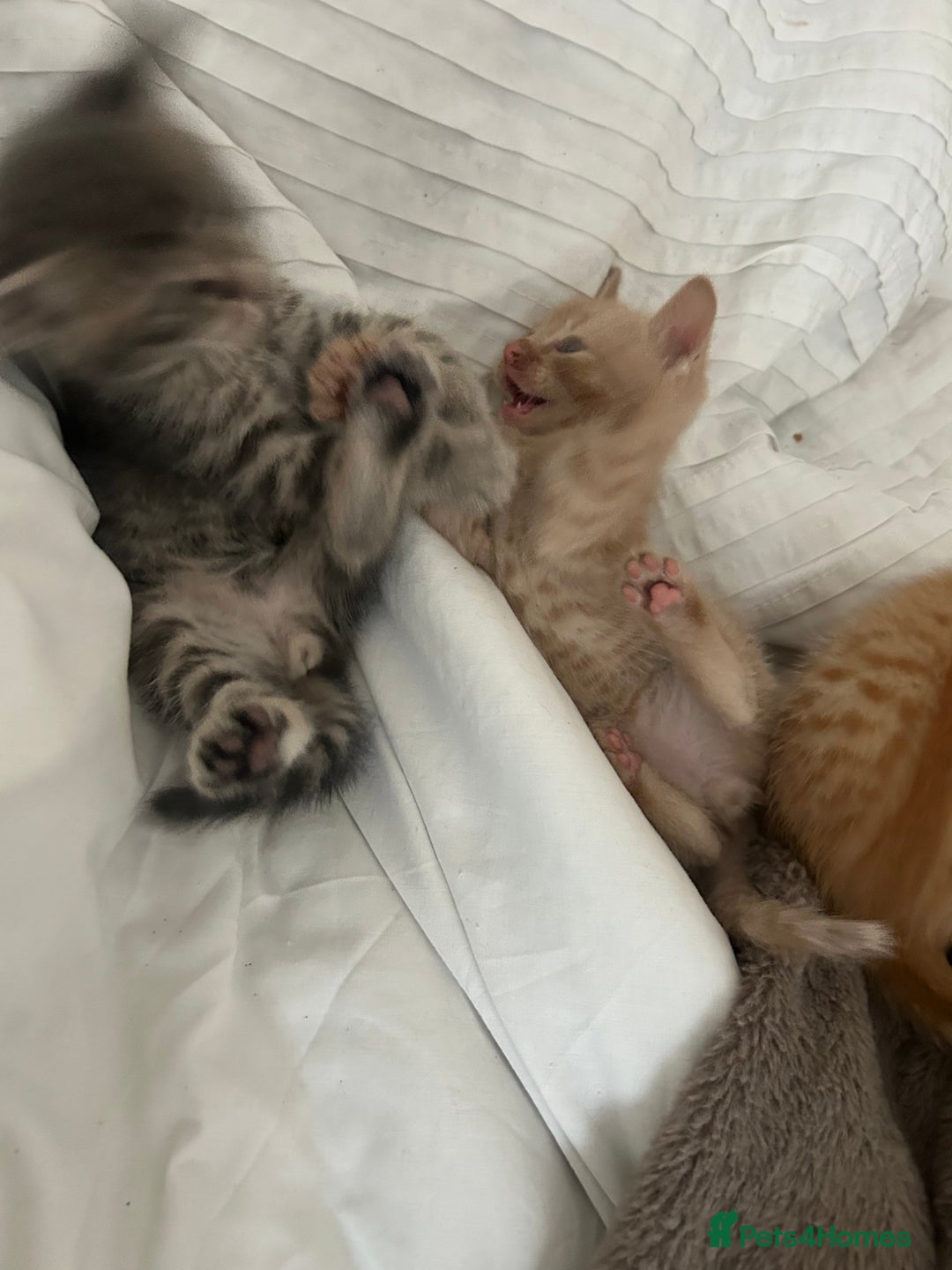 Mixed Breed cats for sale: Beautiful Kittens for sale - Image 27